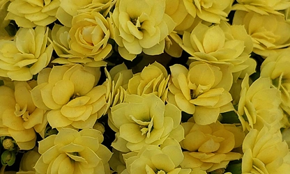 Kalanchoe flowers-gallery-9