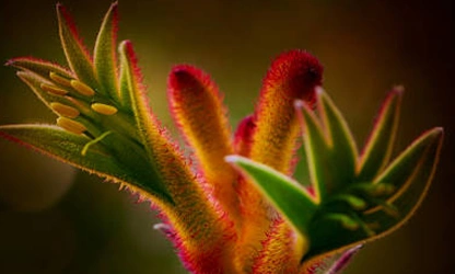 Kangaroo Paw flowers-gallery-1