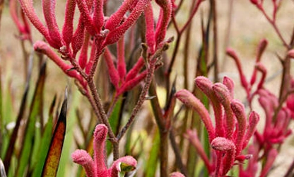 Kangaroo Paw flowers-gallery-10