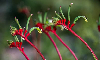 Kangaroo Paw flowers-gallery-11