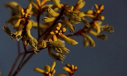 Kangaroo Paw flowers-gallery-12