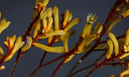 Kangaroo Paw flowers-gallery-13