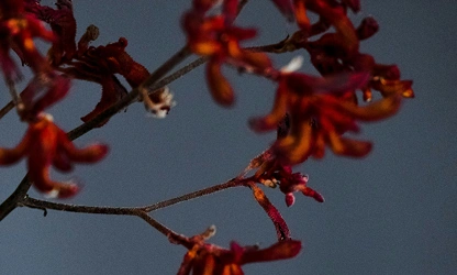 Kangaroo Paw flowers-gallery-14
