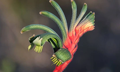 Kangaroo Paw flowers-gallery-2