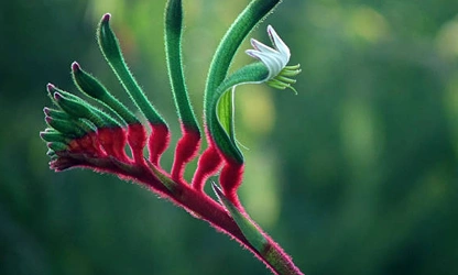 Kangaroo Paw flowers-gallery-3
