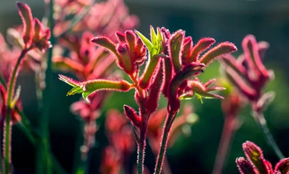 Kangaroo Paw flowers-gallery-4