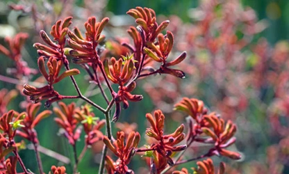 Kangaroo Paw flowers-gallery-5