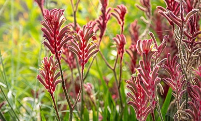 Kangaroo Paw flowers-gallery-6