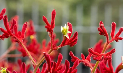 Kangaroo Paw flowers-gallery-7