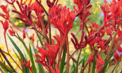Kangaroo Paw flowers-gallery-8