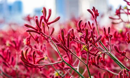 Kangaroo Paw flowers-gallery-9