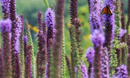 Kansas Gayfeather flowers-gallery-1