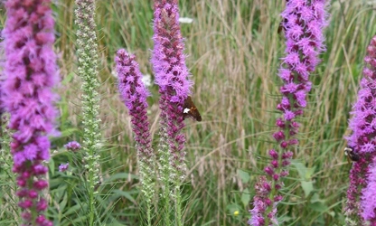 Kansas Gayfeather flowers-gallery-10