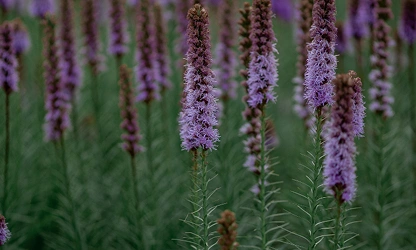 Kansas Gayfeather flowers-gallery-11