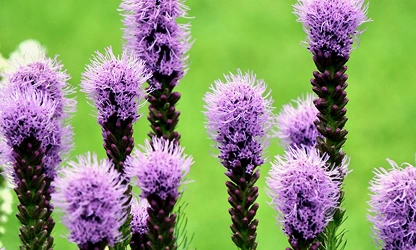 Kansas Gayfeather flowers-gallery-12