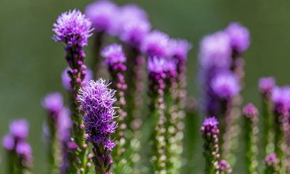 Kansas Gayfeather flowers-gallery-13