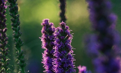 Kansas Gayfeather flowers-gallery-14
