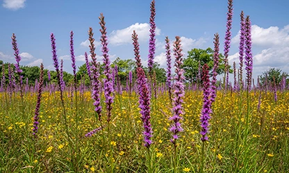 Kansas Gayfeather flowers-gallery-2