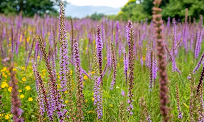 Kansas Gayfeather flowers-gallery-3