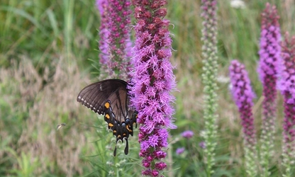 Kansas Gayfeather flowers-gallery-4