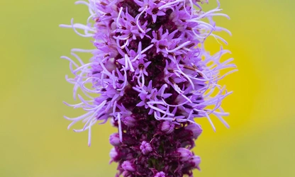 Kansas Gayfeather flowers-gallery-5