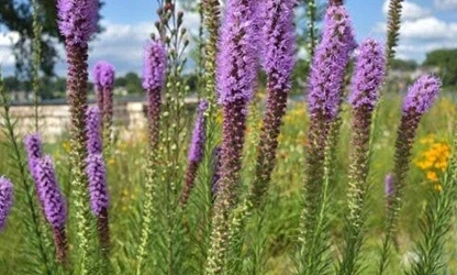 Kansas Gayfeather flowers-gallery-6