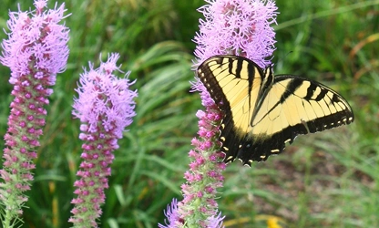 Kansas Gayfeather flowers-gallery-8