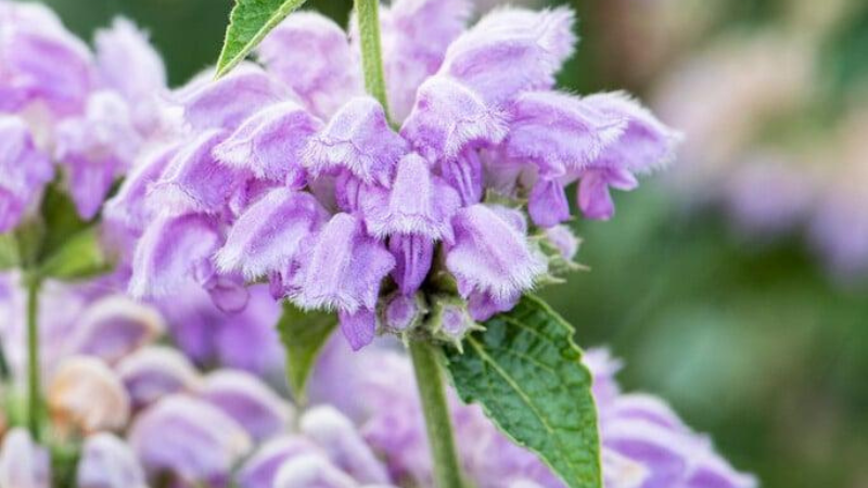 Kashmir Sage featured image