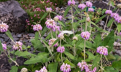 Kashmir Sage flowers-gallery-1