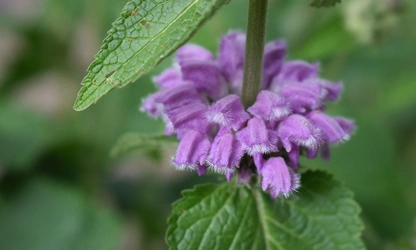 Kashmir Sage flowers-gallery-10
