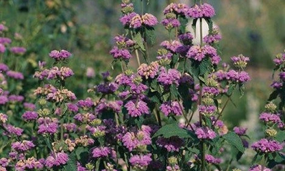 Kashmir Sage flowers-gallery-11