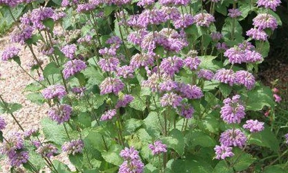 Kashmir Sage flowers-gallery-12