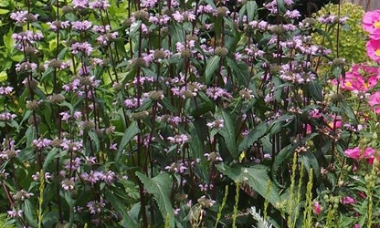 Kashmir Sage flowers-gallery-13