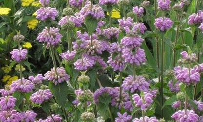 Kashmir Sage flowers-gallery-2