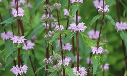 Kashmir Sage flowers-gallery-3