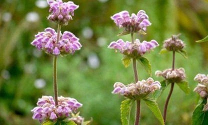 Kashmir Sage flowers-gallery-4