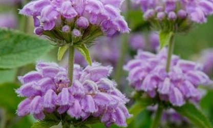 Kashmir Sage flowers-gallery-5