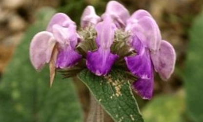 Kashmir Sage flowers-gallery-6