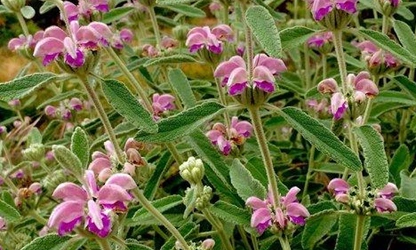 Kashmir Sage flowers-gallery-7
