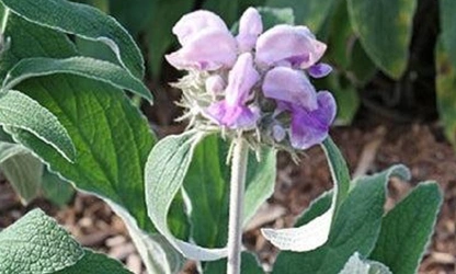 Kashmir Sage flowers-gallery-8