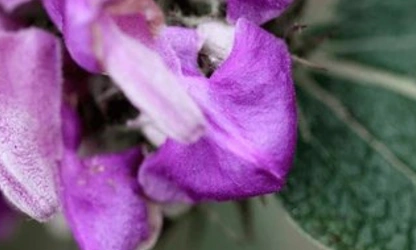 Kashmir Sage flowers-gallery-9