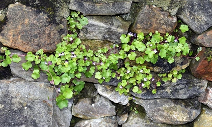 Kenilworth Ivy flowers-gallery-1