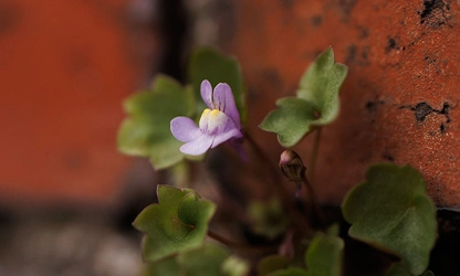 Kenilworth Ivy flowers-gallery-10