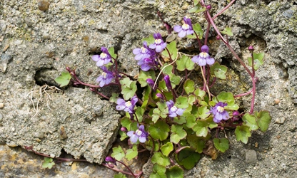 Kenilworth Ivy flowers-gallery-11