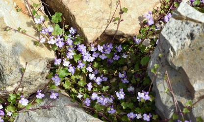Kenilworth Ivy flowers-gallery-12