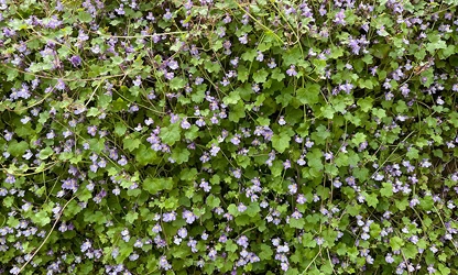 Kenilworth Ivy flowers-gallery-13