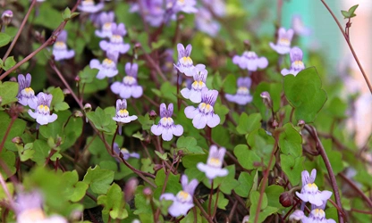 Kenilworth Ivy flowers-gallery-14