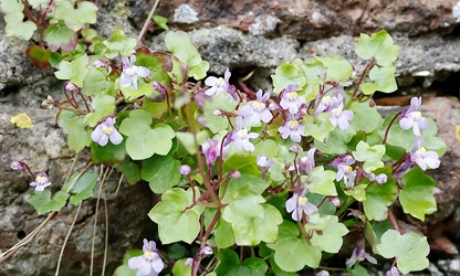 Kenilworth Ivy flowers-gallery-15
