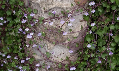 Kenilworth Ivy flowers-gallery-2