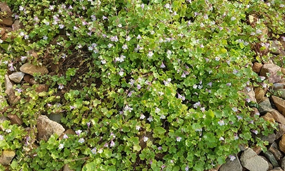 Kenilworth Ivy flowers-gallery-3